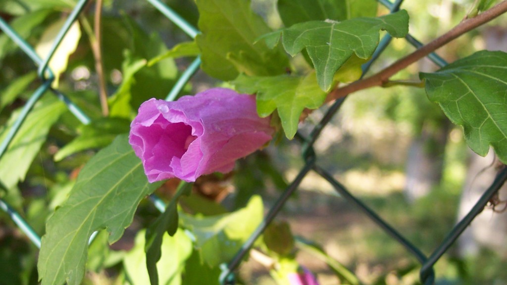 blumen