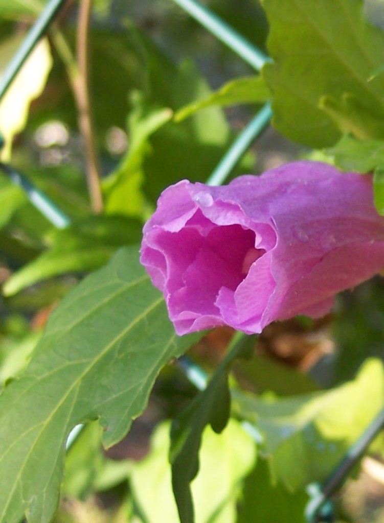 cropped-blumen.jpg